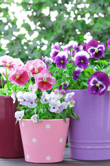 purple lilac red pansies pots balcony