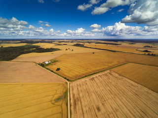 Fototapeta premium Yellow grain fields in summer time, Latvia.
