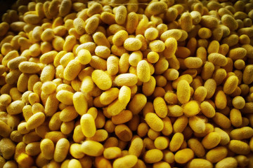  cocoon  for thai silk making