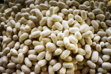  cocoon for thai silk making