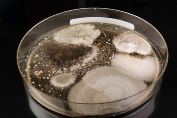 growth of microorganisms in a Petri dish, Bacteria, yeast and mold growing on an agar plate.