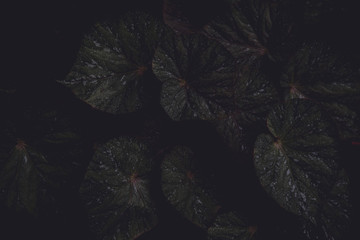 Leaves and darkness Thailand , Chiang Mai