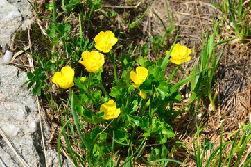 Лютик горный / Ranunculus montanus в горах Кавказа