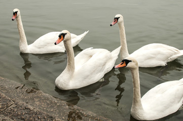 Four swans in river waters close to stone steps river banks