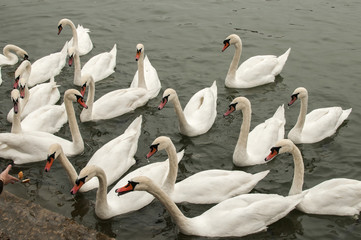 Obraz premium A flock of swans in river waters close to stone steps river banks