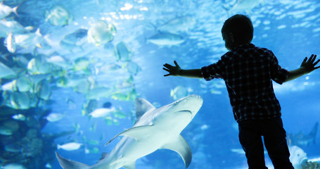 Kid watching the shoal of fish swimming in oceanarium