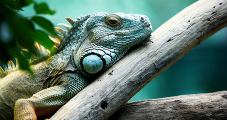 Green Iguana on branch - obrazy, fototapety, plakaty