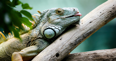 Green Iguana on branch