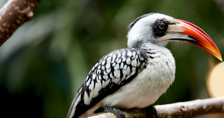 Yellow billed hornbill sitting on tree
