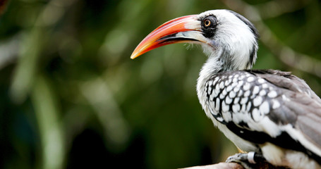 Yellow billed hornbill sitting on tree