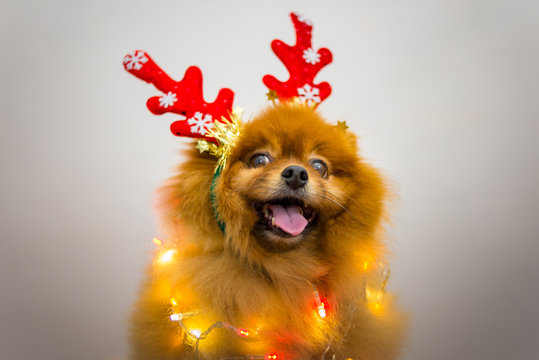 funny dog with christmas decoration