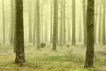 mglisty poranek w sosnowym lesie