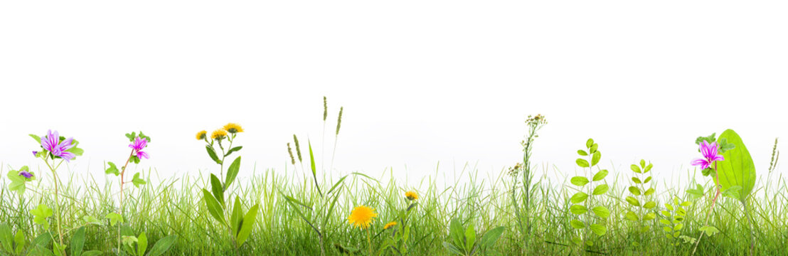 grass and wild flowers  isolated
