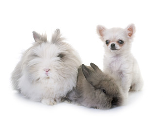 Obraz premium dwarf rabbit and puppy chihuahua