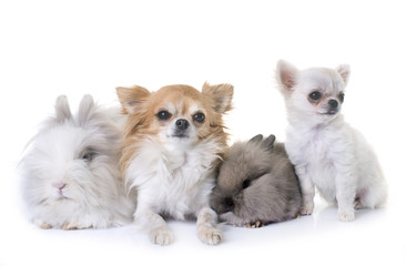 dwarf rabbits and chihuahuas