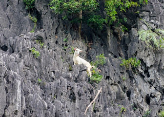 White young goat climbing on mountain