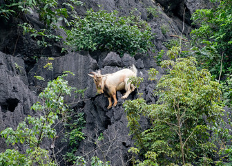 Brown goat climbing on mountain
