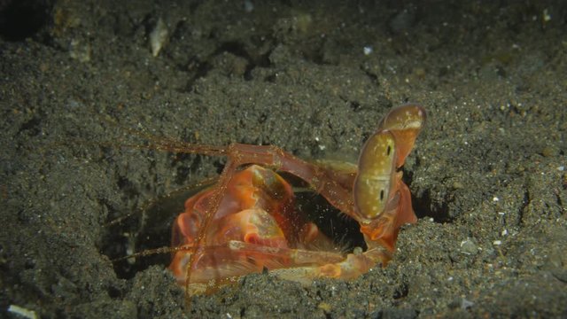 Lisa's Mantis Shrimp