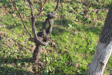 Grape vine in fall after grape picking. Green grass