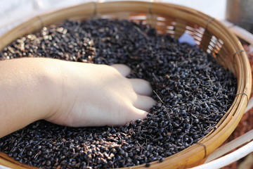 Hand and seed / A kid's hand in the cotton seed basket