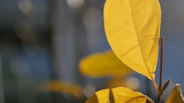 yellow leaf with beautiful light waving by wind, shallow depth of field