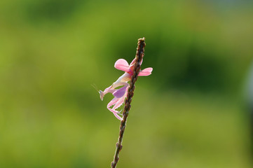 orchid mantis pink,