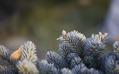 Branches of blue spruce covered with morning frost on natural background.