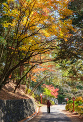 Tourist standing in Maple tree corridor in autumn garden