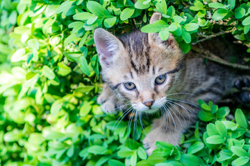 Kitty in the hedge