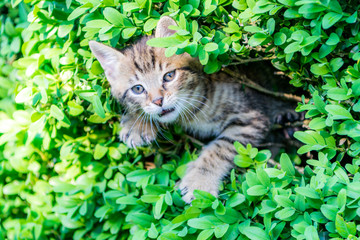 Naklejka na ściany i meble Kitty in the hedge