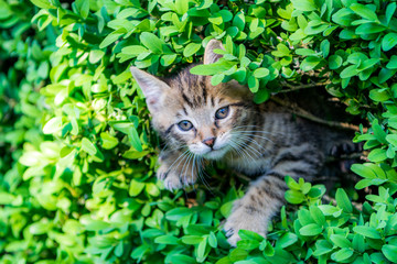 Naklejka na ściany i meble Kitty in the hedge
