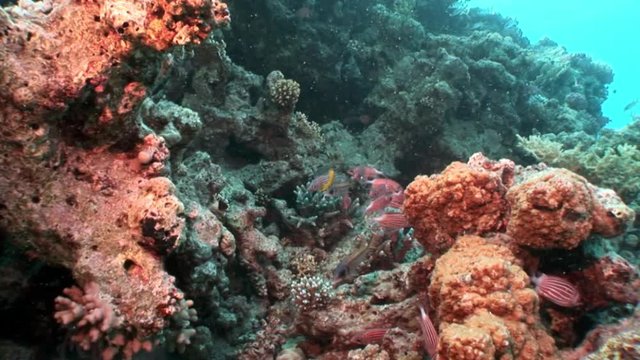 Bright red striped fish in corals underwater sea. Relax video about marine nature of beautiful lagoon.