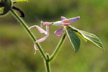 orchid mantis pink