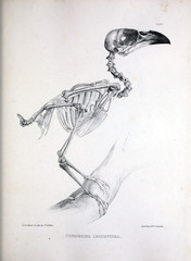 The skeleton of a bird, illustration.