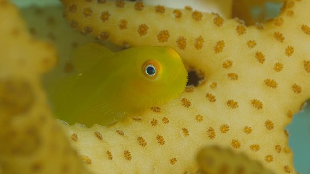 Emerald Coral Goby - Paragobiodon xanthosoma