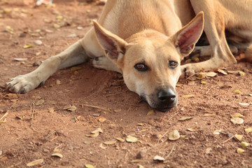 Stray dog with a melancholy gaze rests on dry land