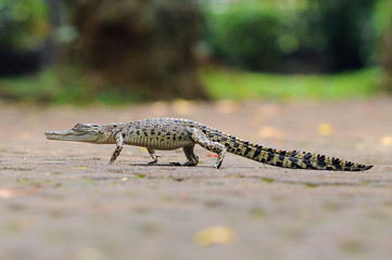 crocodile