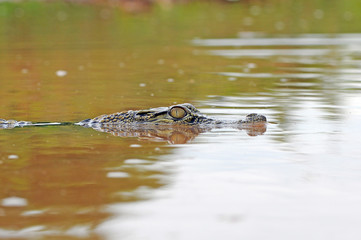 crocodile