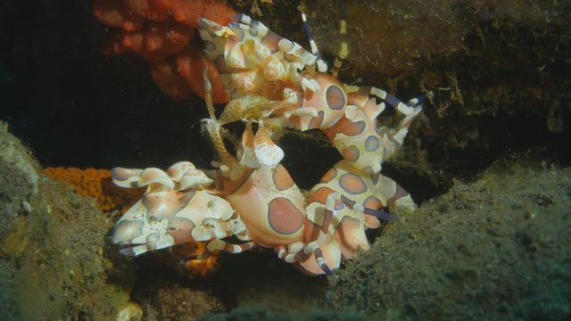 Pair of harlequin shrimp