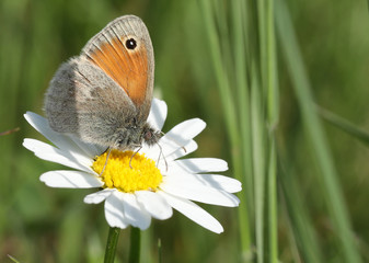 Obraz premium Papillon sur marguerite!