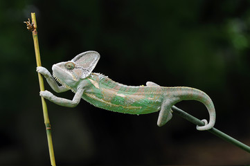 chameleon