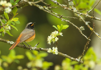 Rouge queue à front blanc au Printemps!
