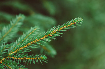 Abstract background from conifer evergreen pine tree branches, natural outdoor christmas hipster concept
