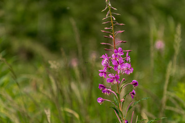 The purple fringeless orchid in Slovakia