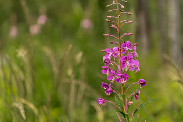 The purple fringeless orchid