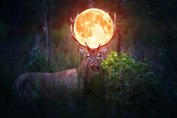 Papier Peint photo Pleine lune Deer Stag carrying the Moon in his Antlers.