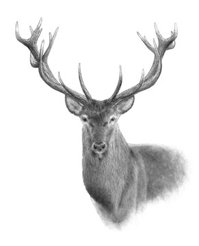 Portrait of Red Deer. Hand drawn illustration.