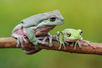 Fototapeta premium dumpy frog