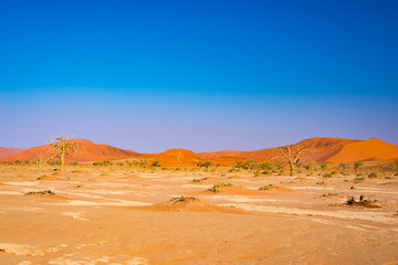 Fototapeta na wymiar Sand dunes in the Namib desert at dawn, roadtrip in the wonderful Namib Naukluft National Park, travel destination in Namibia, Africa.