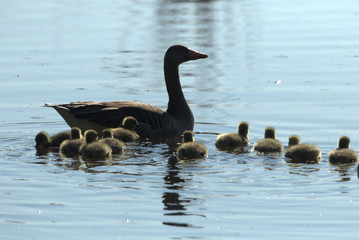 Oie avec ses jeunes!